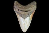 Fossil Megalodon Tooth - North Carolina #79894-1
